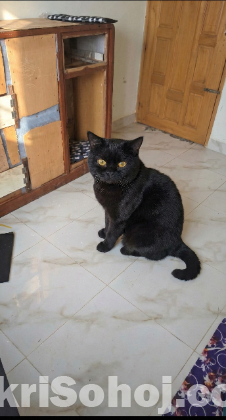 ব্রিটিশিয়ান শর্ট হেয়ার ব্লাক ক্যাট